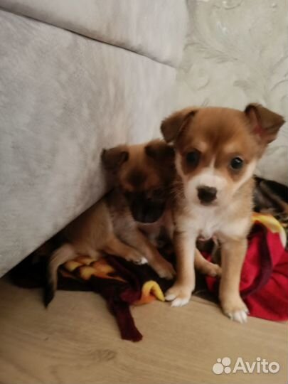 Той-терьер щенки