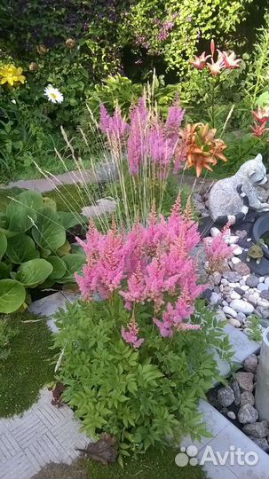 Многолетние цветы