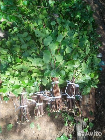 Березовые веники