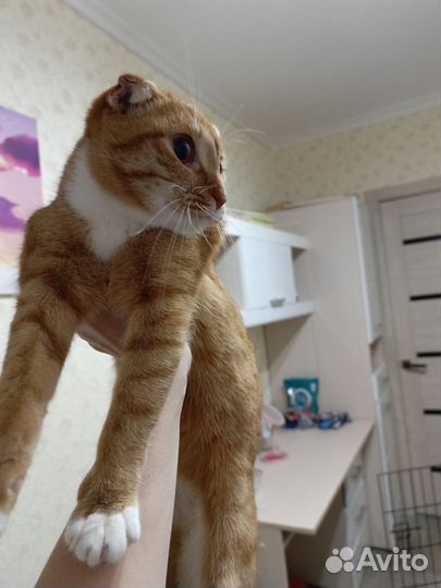 Кошки вислоухие