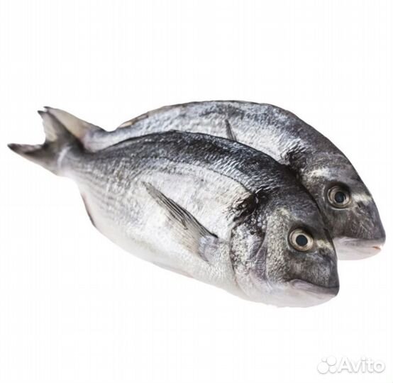 Свежемороженая дорадо