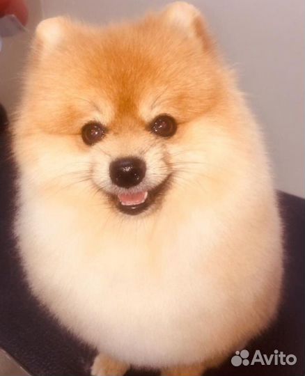 Стрижка собак