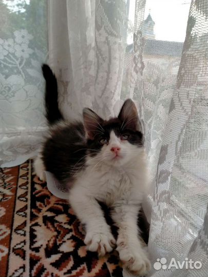 Котёнок в добрые руки (кошка)