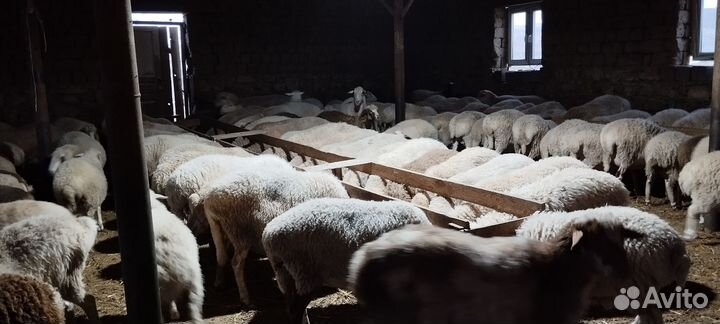 Матки откормичние