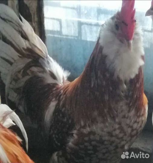 Инкубационное яйцо Тюрингских бородатых Шамуа