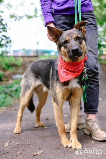 Собака ждёт семью в приюте