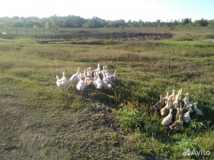 Гуси домашние на племя