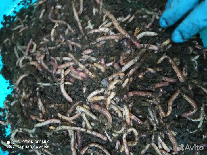 Червь Дендробена для рыбалки