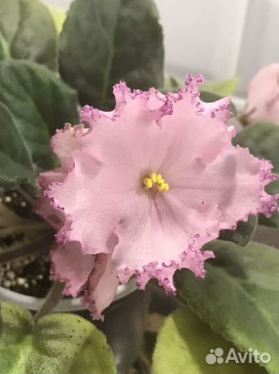 Фиалки сортовые