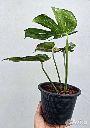 Монстера cup cake новинка