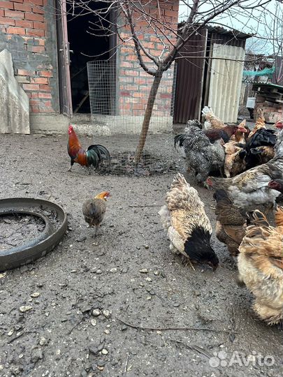 Бойцовские петухи и куры