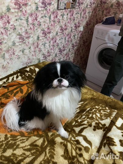 Японский хин,вязка