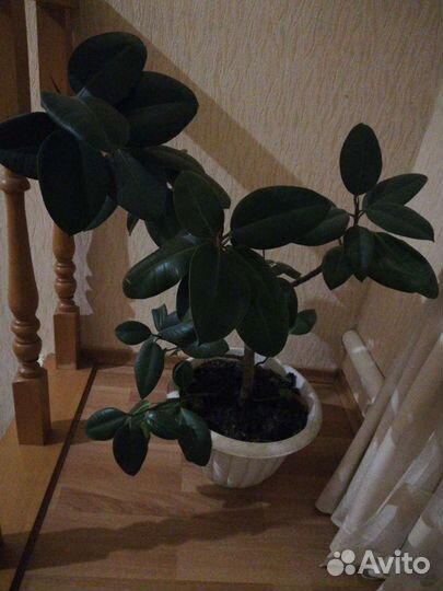 Большие комнатные цветы