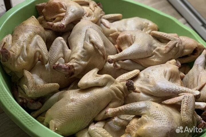 Домашние Куры Л. Браун