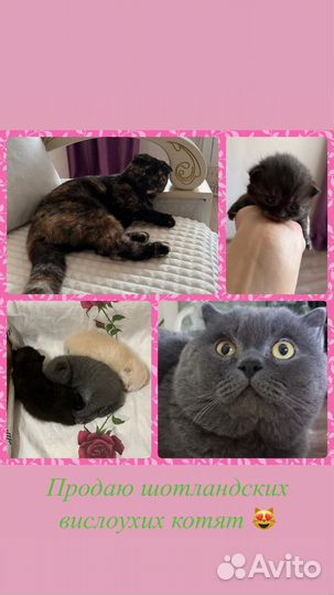 Шотландские котята