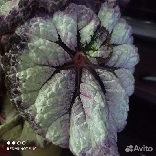 Бегония сортовые