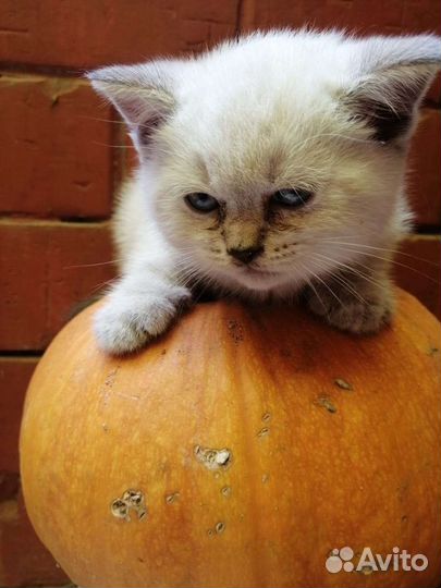 Британские котята