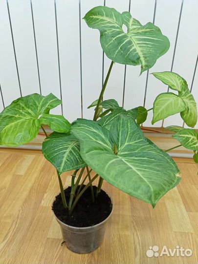 Мурайя и другие