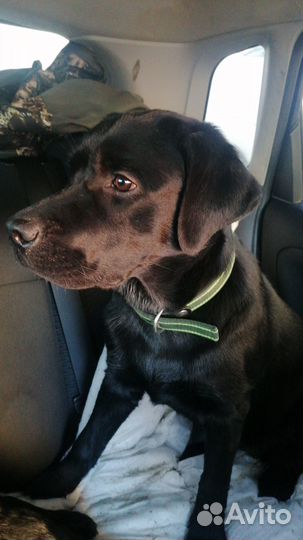 Щенки лабродора, с документами