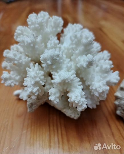 Натуральный коралл