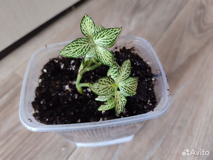 Комнатные цветы 2