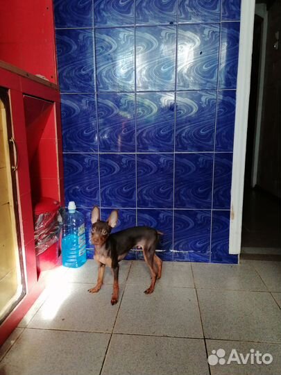 Той-терьер мальчик и девочка