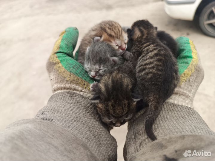 Котята от крысоловки
