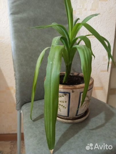 Продам цветы комнатные