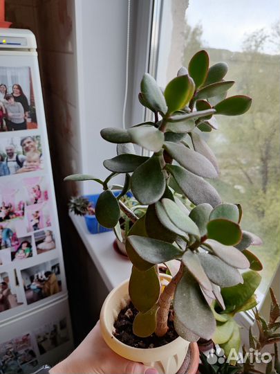 Комнатные цветы, суккуленты в добрые руки