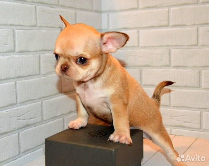 Чихуахуа очаровательные щенки разных окрасов