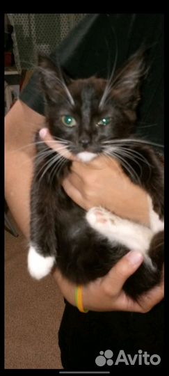 Котятки в добрые руки