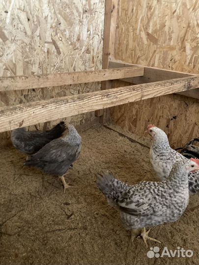 Петухи Барковская Барвиская, Ухейилюй и др