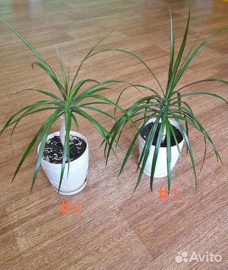 Пальма драцена