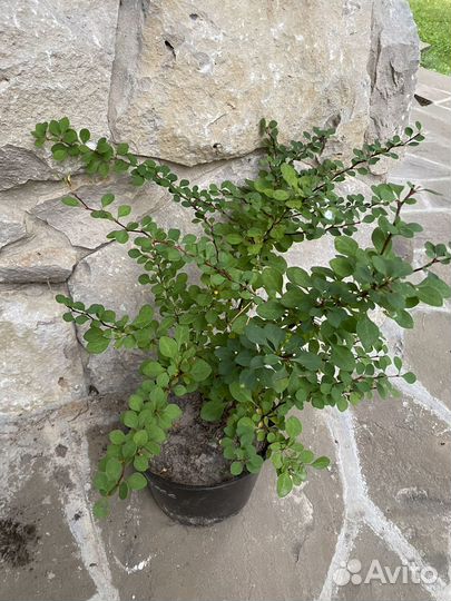 Барбарис Грин карпет