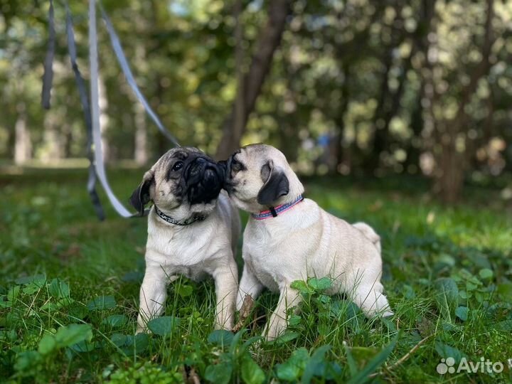 Щенки мопса