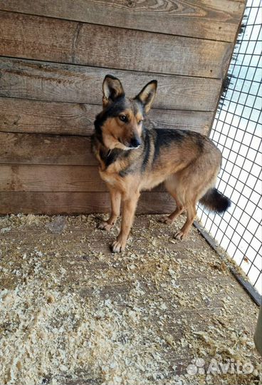 Молодая, ласковая собака очень хочет в семью