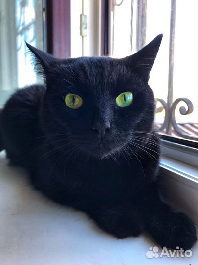 Добрый котик в хорошие руки