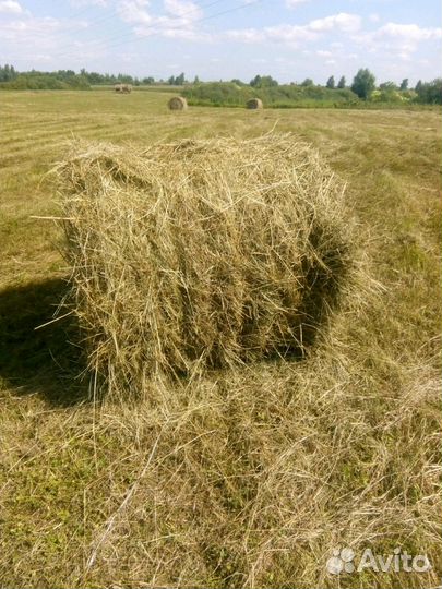 Сено в рулонах