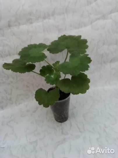 Пеларгония Denis