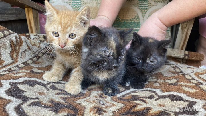 Котята в добрые руки