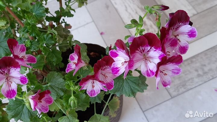 Комнатные растения цветы