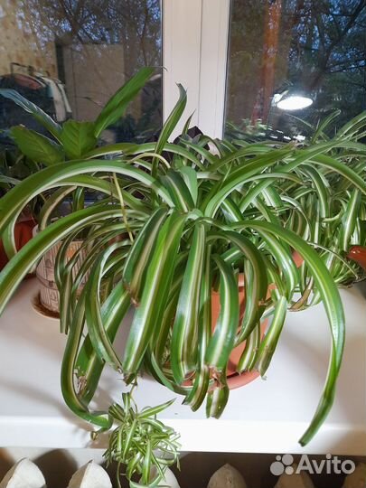 Хлорофитум