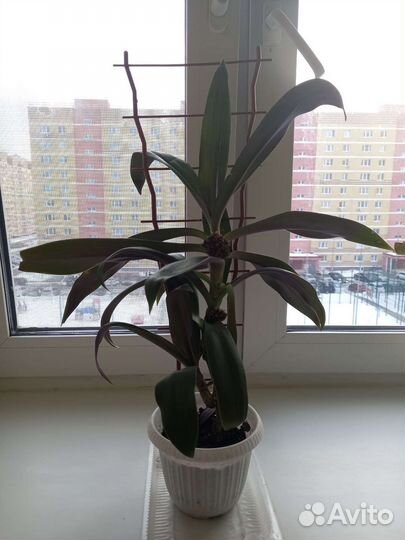 Комнатные цветы