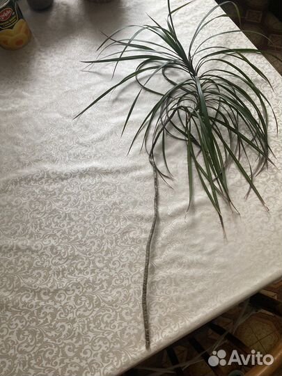 Драцена отросток