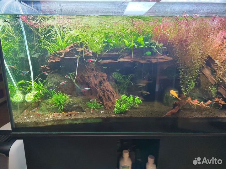 Аквариум с рыбками