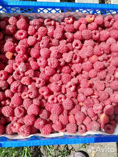 Ягоды малины и клубники -некондиция