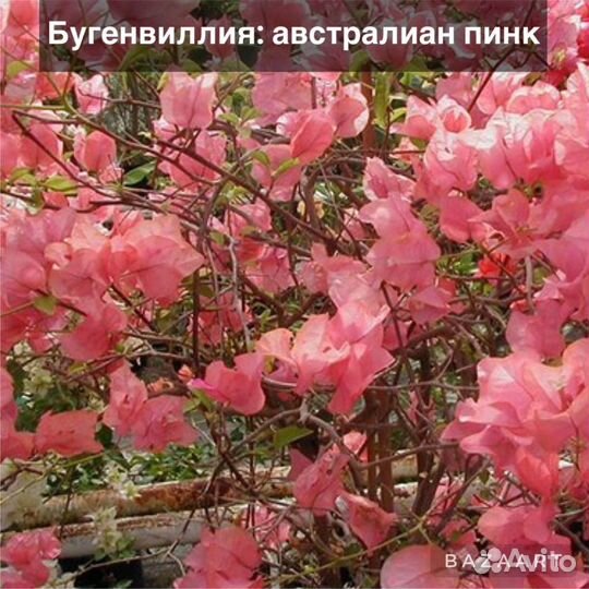 Бугенвиллея саженец