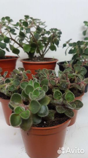 Живые цветы в горшках