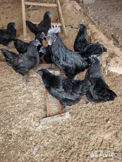 Ухейилюй. Инкуб.яйцо. Цыплята