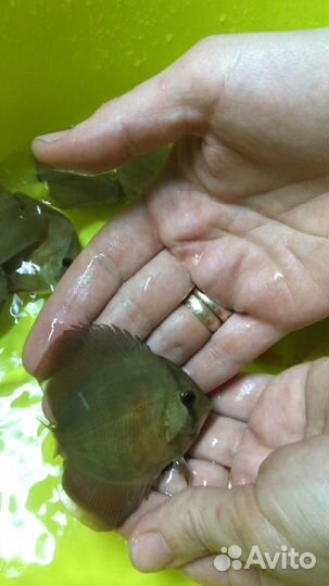 Дискусы Ред Ковер